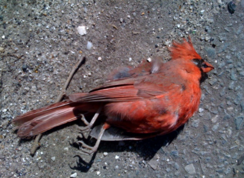 Dead Cardinal Blank Meme Template