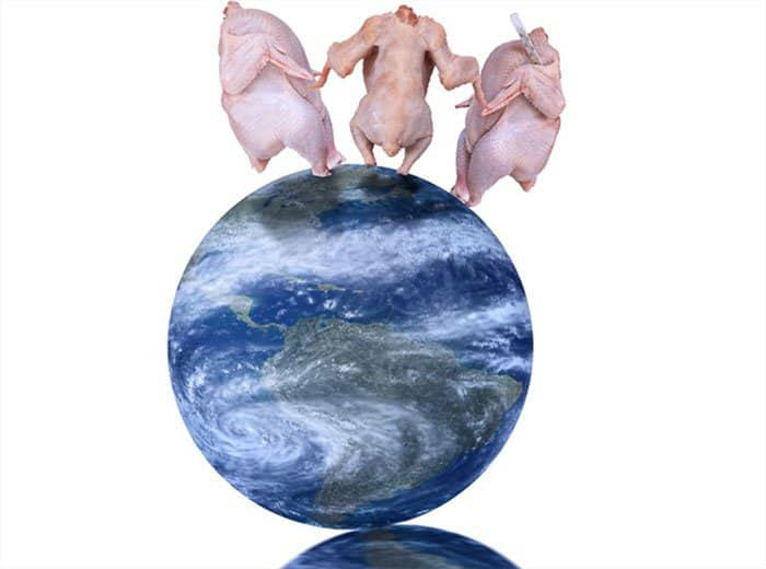High Quality Weird stock photos 2 raw chickens top of world Blank Meme Template