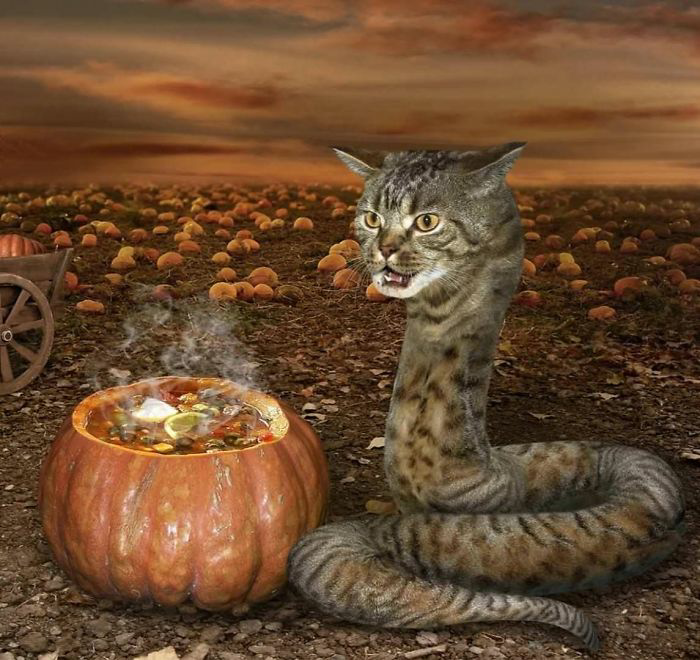 Snake cat cooking with a pumpkin Blank Meme Template