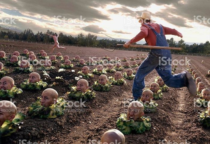 High Quality Weird stock photos 10 chasing streaker field head cabbage Blank Meme Template