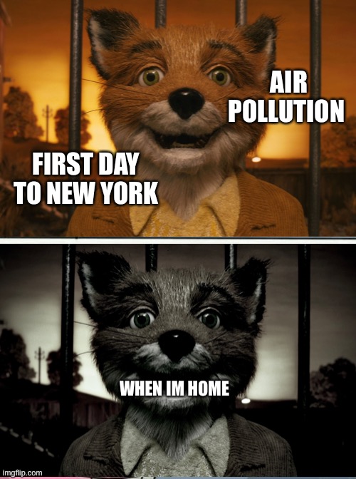 Fantastic Mr. Fox’s new home! | AIR POLLUTION; FIRST DAY TO NEW YORK; WHEN IM HOME | image tagged in memes,foxy,fantasticmrfox,newhome | made w/ Imgflip meme maker