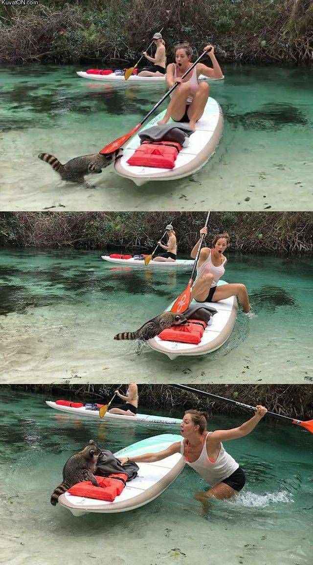 Girl paddle boat raccoon Blank Meme Template