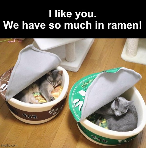 So Much in Common | I like you.
We have so much in ramen! | image tagged in funny memes,funny cat | made w/ Imgflip meme maker