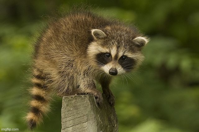 :) | made w/ Imgflip meme maker