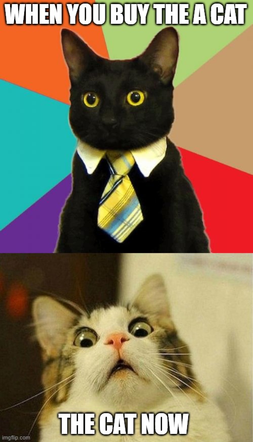 the cat now | WHEN YOU BUY THE A CAT; THE CAT NOW | image tagged in memes,business cat,scared cat | made w/ Imgflip meme maker