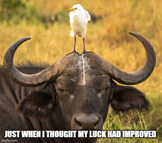 crampy day | JUST WHEN I THOUGHT MY LUCK HAD IMPROVED | image tagged in bird,buffalo | made w/ Imgflip meme maker