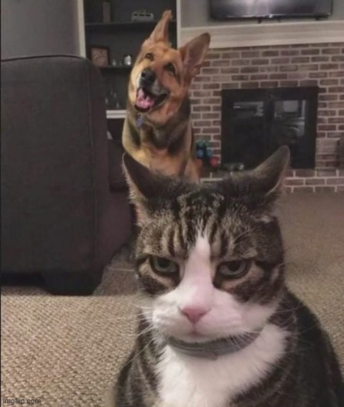 Happy Dog and Annoyed Cat Blank Meme Template