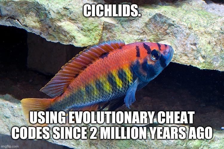 What if I say to you that there's a fish that can beat Pokemon evolutions | CICHLIDS. USING EVOLUTIONARY CHEAT CODES SINCE 2 MILLION YEARS AGO | image tagged in funny,memes,fish | made w/ Imgflip meme maker