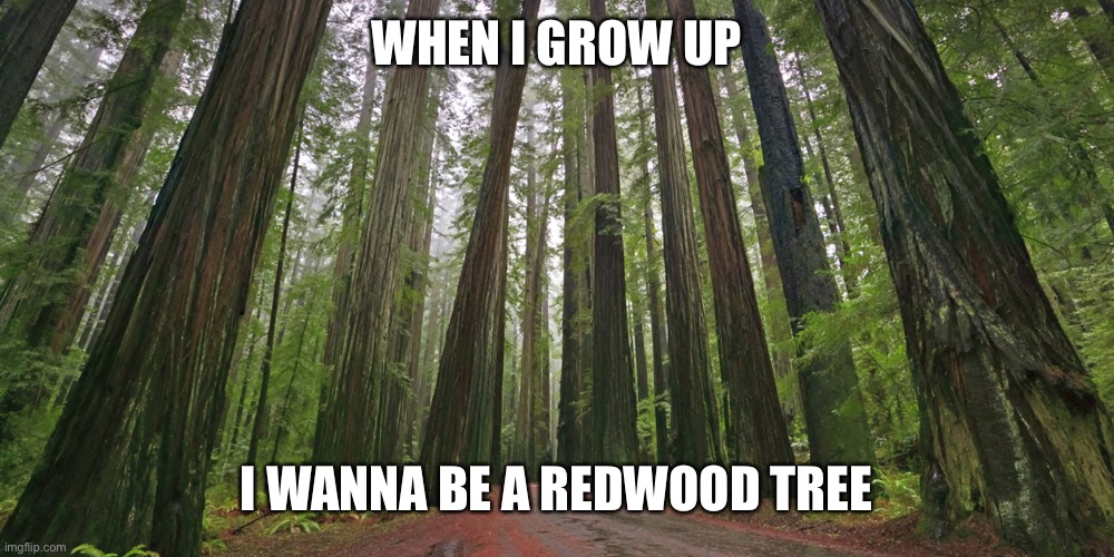 Redwood forest | WHEN I GROW UP I WANNA BE A REDWOOD TREE | image tagged in redwood forest | made w/ Imgflip meme maker