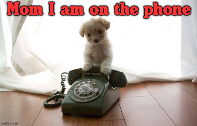 Mom I am on the phone | image tagged in dogs | made w/ Imgflip meme maker