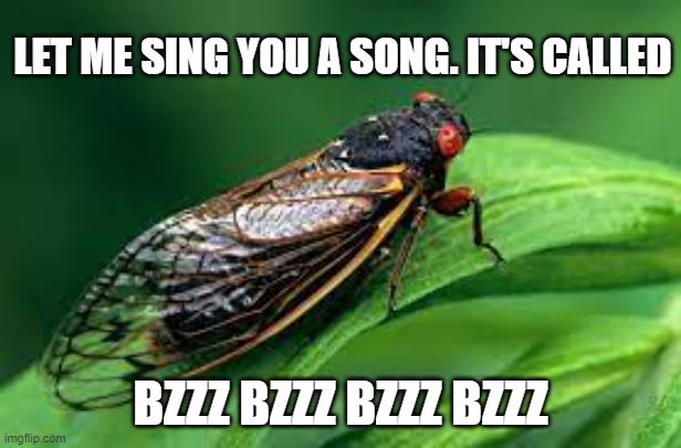 LET ME SING YOU A SONG. IT'S CALLED; BZZZ BZZZ BZZZ BZZZ | image tagged in insects | made w/ Imgflip meme maker