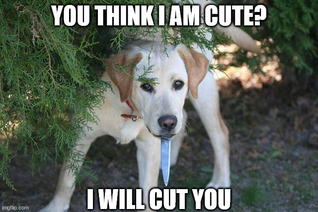 YOU THINK I AM CUTE? I WILL CUT YOU | made w/ Imgflip meme maker