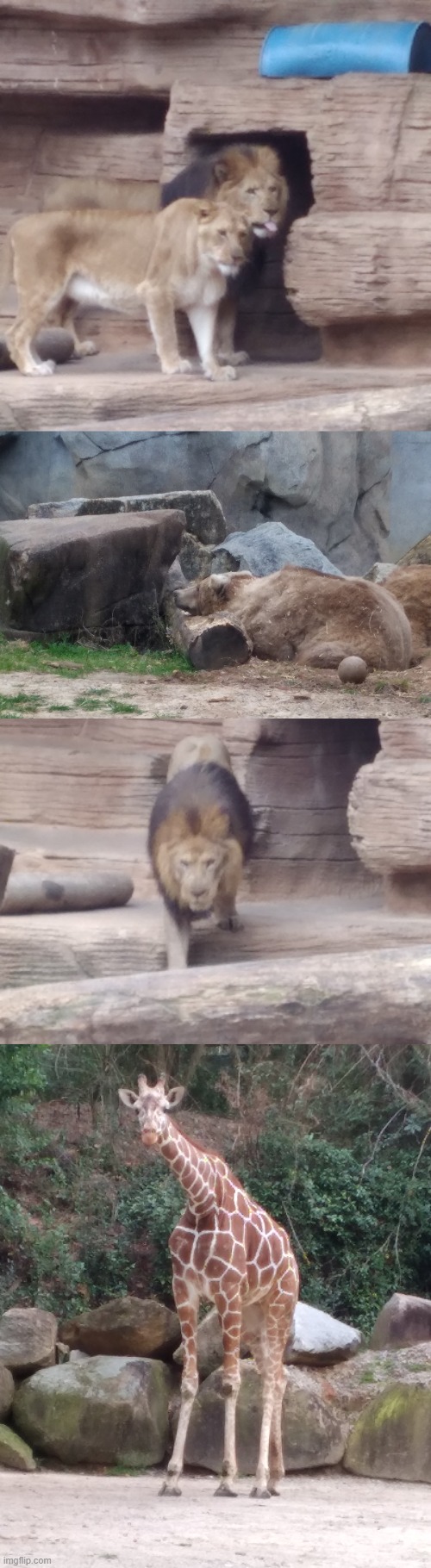 Okay so I went to the zoo Friday and here are some of the pictures I forgot to post, the cam is terrible ;-; also good morning : | made w/ Imgflip meme maker