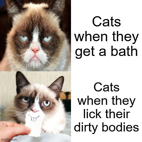 It's gross. Why???? | Cats when they get a bath; Cats when they lick their dirty bodies | image tagged in memes,drake hotline bling,grumpy cat | made w/ Imgflip meme maker