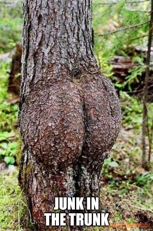 Sexy Tree | JUNK IN THE TRUNK | image tagged in sexy tree | made w/ Imgflip meme maker