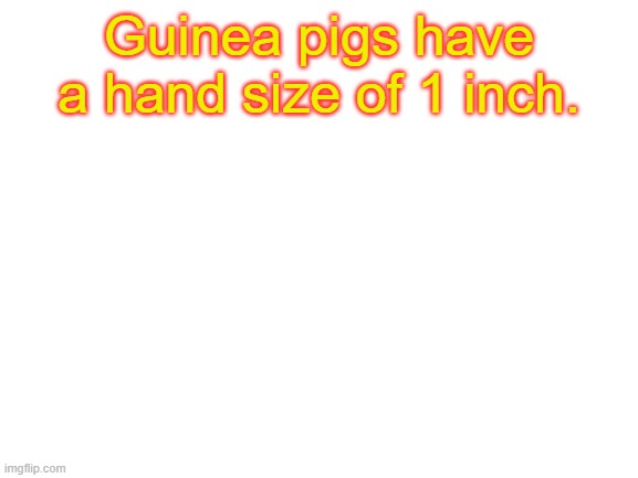 Blank White Template | Guinea pigs have a hand size of 1 inch. | image tagged in blank white template | made w/ Imgflip meme maker