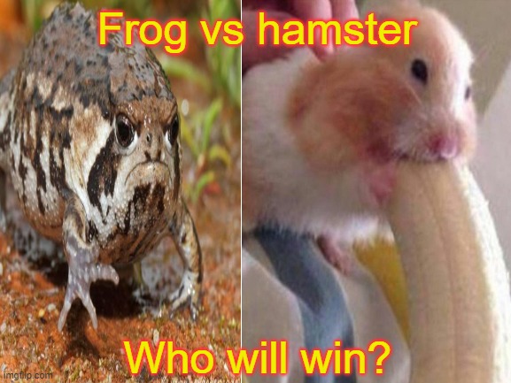 Who'll win? | Frog vs hamster; Who will win? | image tagged in imagination,that would be great,huh,lol,ask your teacher,hard to swallow pills | made w/ Imgflip meme maker
