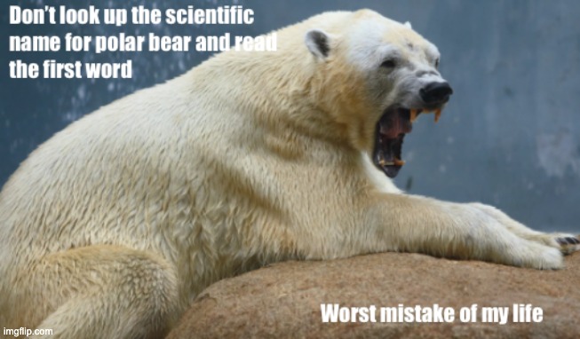 Polar Bear | image tagged in polar bear,amogus | made w/ Imgflip meme maker