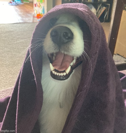Emperor Pup-atine | image tagged in star wars,palpatine,funny memes | made w/ Imgflip meme maker