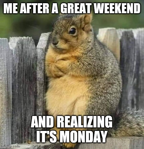 Momday | ME AFTER A GREAT WEEKEND; AND REALIZING IT'S MONDAY | image tagged in squirrel,weekend,mondays | made w/ Imgflip meme maker