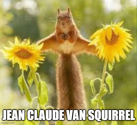 Jean-Claude Van Squirrel | JEAN CLAUDE VAN SQUIRREL | image tagged in jean-claude van damme,squirrel | made w/ Imgflip meme maker