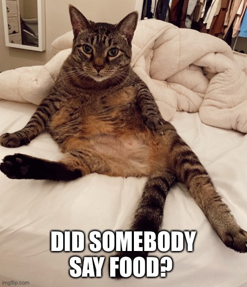 Fat cat | DID SOMEBODY SAY FOOD? | image tagged in funny,funny memes,first world problems,i'm hungry,cute cat,funny cats | made w/ Imgflip meme maker