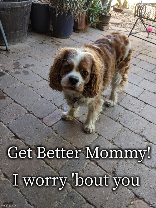 Get Better, Mommy | I worry 'bout you; Get Better Mommy! | image tagged in worried dog,sad pup,get better,mommy | made w/ Imgflip meme maker