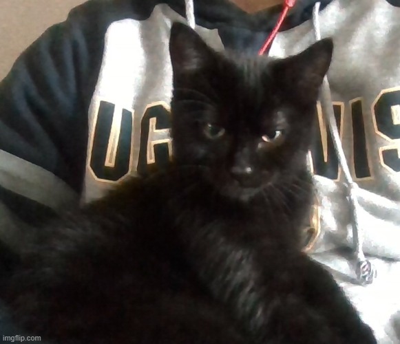 aight i adopted another cat. got him yesterday :D | made w/ Imgflip meme maker