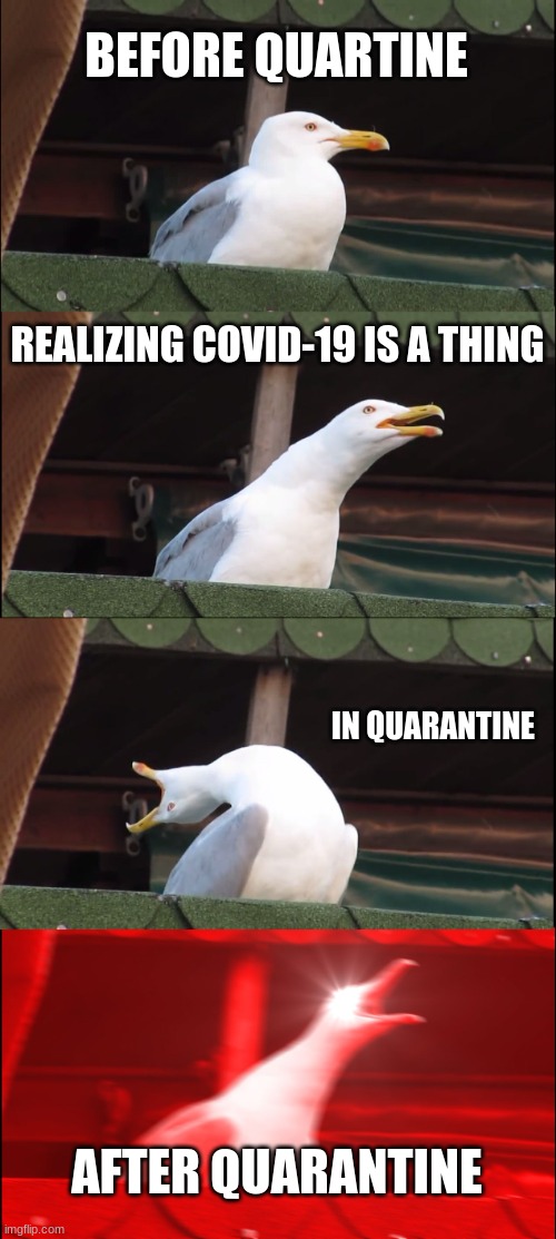 Inhaling Seagull | BEFORE QUARTINE; REALIZING COVID-19 IS A THING; IN QUARANTINE; AFTER QUARANTINE | image tagged in memes,inhaling seagull | made w/ Imgflip meme maker