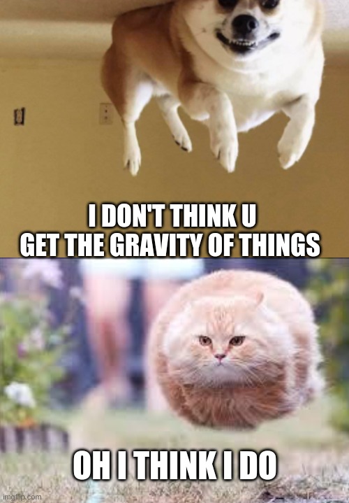 cat and dog flying | I DON'T THINK U GET THE GRAVITY OF THINGS; OH I THINK I DO | image tagged in flying | made w/ Imgflip meme maker