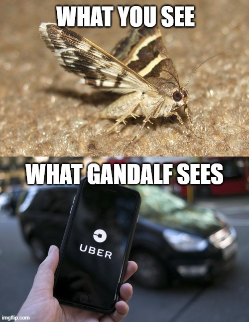 Moth & Uber | WHAT YOU SEE; WHAT GANDALF SEES | image tagged in tolkien,lord of the rings | made w/ Imgflip meme maker