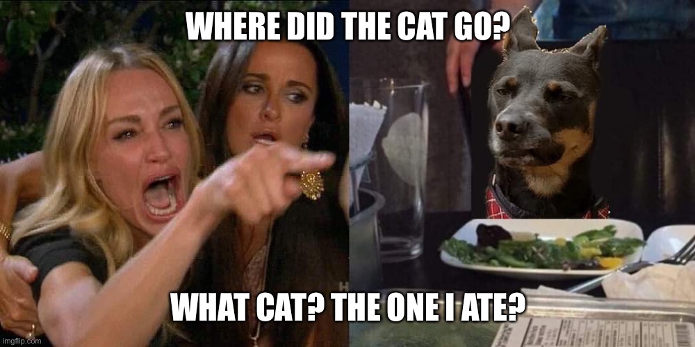 Woman yells at dog | WHERE DID THE CAT GO? WHAT CAT? THE ONE I ATE? | image tagged in woman yells at dog | made w/ Imgflip meme maker