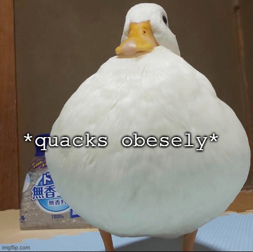 *quacks obesely* | made w/ Imgflip meme maker
