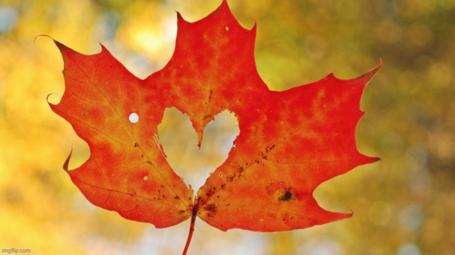 Maple Leaf Heart | image tagged in maple leaf heart | made w/ Imgflip meme maker