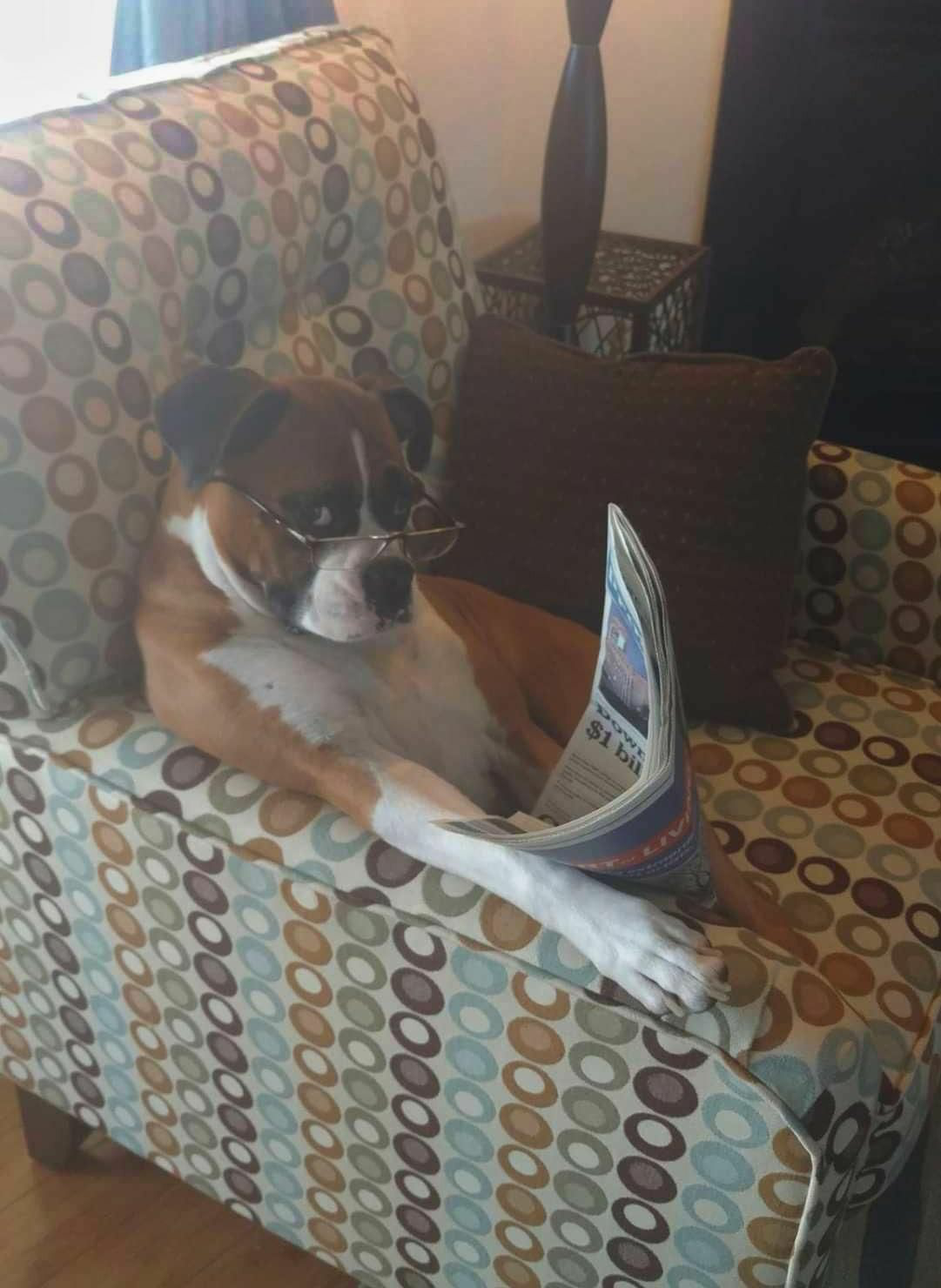 Dog interrupted from reading paper Blank Meme Template