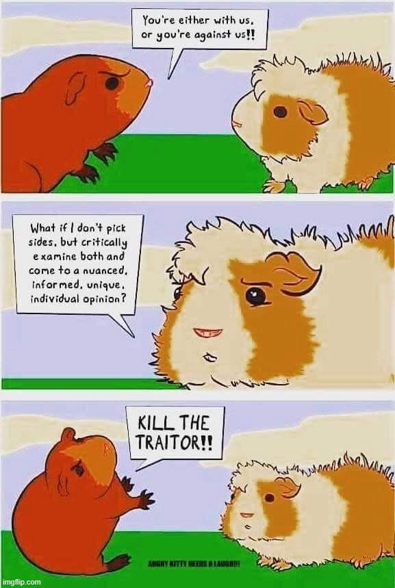 kill the traitor or kill the traitor? maga | image tagged in hamster traitor,maga,repost,comics/cartoons,cartoons,cartoon | made w/ Imgflip meme maker