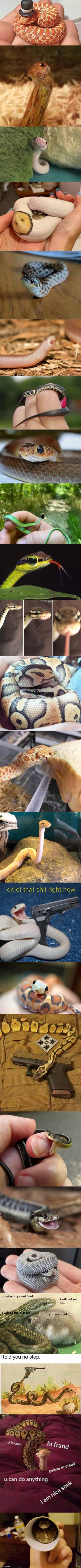 most of the snek pictures i have saved | image tagged in snek,coot,yes,anybody else here just wanna hhhhhhhhhhhhhhhhhhhhhhhhhh,h | made w/ Imgflip meme maker