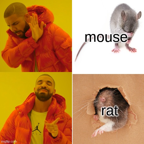 Drake Hotline Bling Meme | mouse; rat | image tagged in memes,drake hotline bling | made w/ Imgflip meme maker