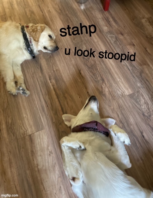 New meme template ft. my dogs | image tagged in stahp u look stoopid,new meme | made w/ Imgflip meme maker