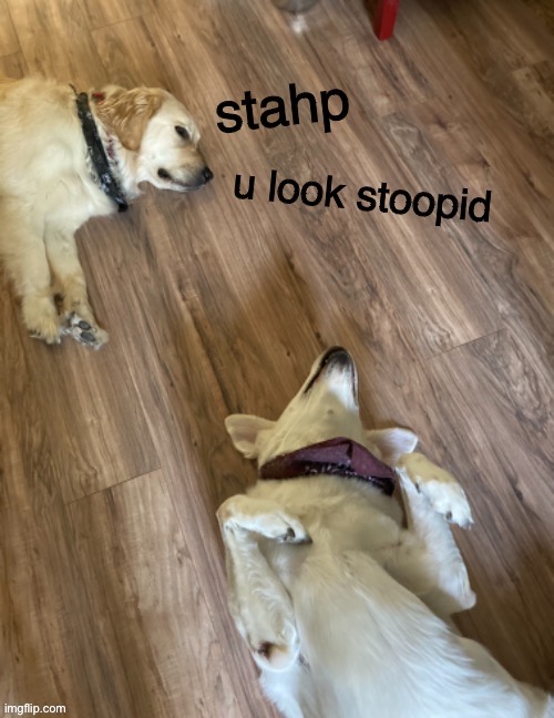 If anyone’s having a bad day here’s some dogs (+ new template) | image tagged in stahp u look stoopid,dogs,wholesome,dog,golden retriever,labrador | made w/ Imgflip meme maker