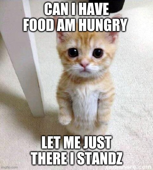 Cute Cat Meme | CAN I HAVE FOOD AM HUNGRY; LET ME JUST THERE I STANDZ | image tagged in memes,cute cat | made w/ Imgflip meme maker