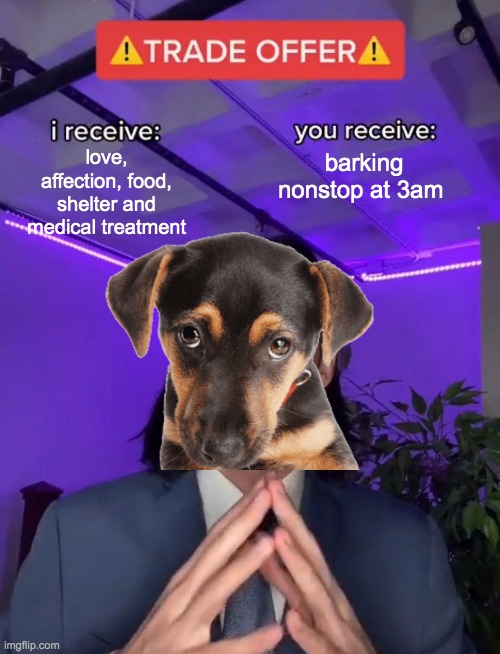 fair deal | love, affection, food, shelter and medical treatment; barking nonstop at 3am | image tagged in trade offer,memes,unfunny | made w/ Imgflip meme maker