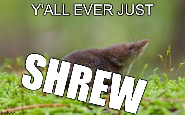 Do you? | Y'ALL EVER JUST; SHREW | image tagged in shrewicide | made w/ Imgflip meme maker