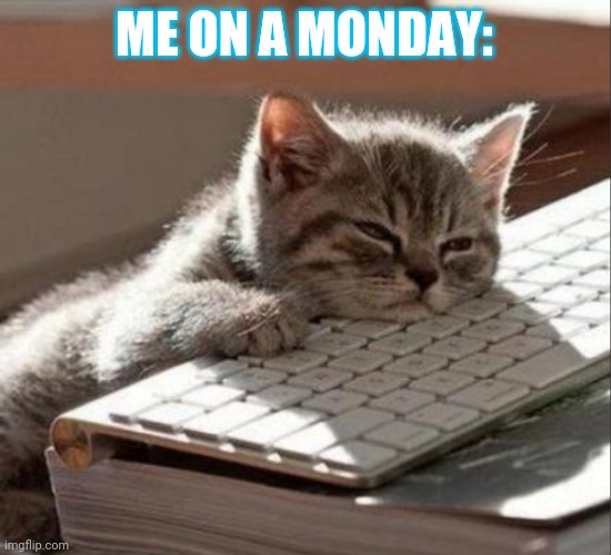 sleep cat | ME ON A MONDAY: | image tagged in sleep cat | made w/ Imgflip meme maker