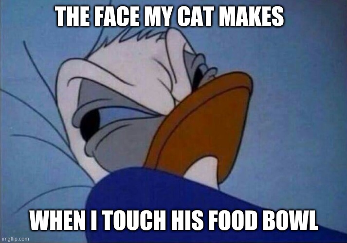 angry donald duck  | THE FACE MY CAT MAKES; WHEN I TOUCH HIS FOOD BOWL | image tagged in angry donald duck | made w/ Imgflip meme maker