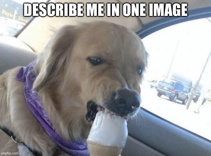 also doggo cus coot | DESCRIBE ME IN ONE IMAGE | image tagged in h | made w/ Imgflip meme maker