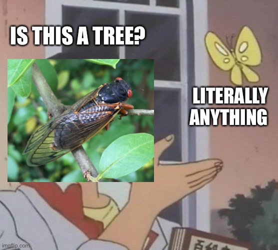 Brood X | IS THIS A TREE? LITERALLY ANYTHING | image tagged in memes,is this a pigeon | made w/ Imgflip meme maker