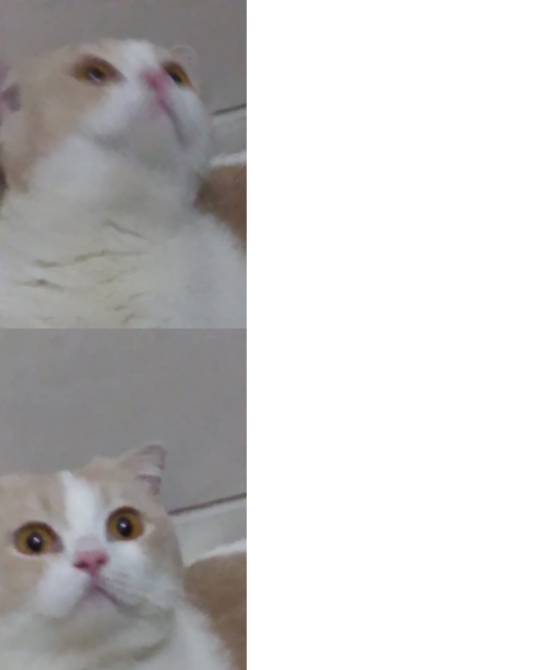 Munchkin cat meme Blank Meme Template