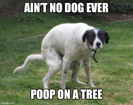 dog pooping intensely | AIN’T NO DOG EVER POOP ON A TREE | image tagged in dog pooping intensely | made w/ Imgflip meme maker