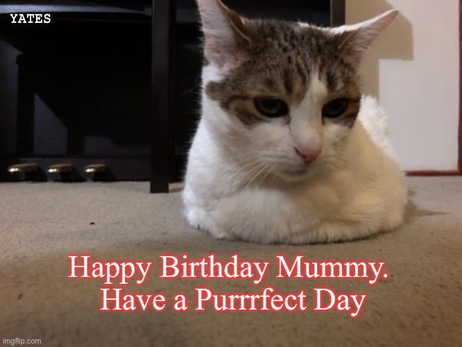 funny cat birthday Memes & GIFs - Imgflip